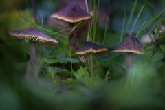 Macrocystidia cucumis latifolia