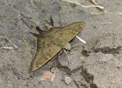 Ectomis octomaculata