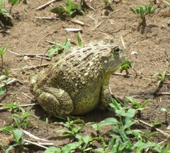 Pyxicephalus adspersus