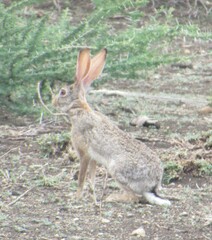 Lepus victoriae