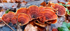 Stereum insignitum
