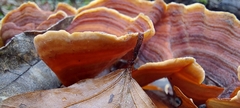 Stereum insignitum