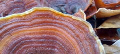 Stereum insignitum