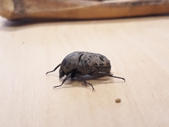Gymnetis
