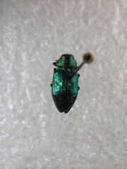 Chrysobothris harrisi