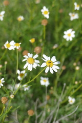 Argyranthemum