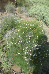Argyranthemum