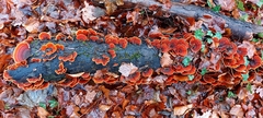 Stereum insignitum