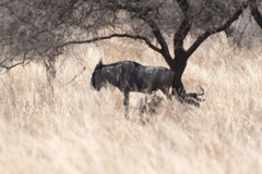 Connochaetes taurinus albojubatus