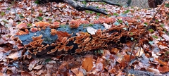 Stereum insignitum