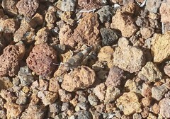 Sphingonotus savignyi