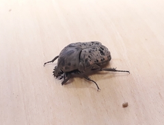 Gymnetis