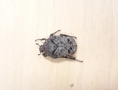 Gymnetis