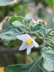 Solanum villosum