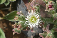 Mesembryanthemum crystallinum image