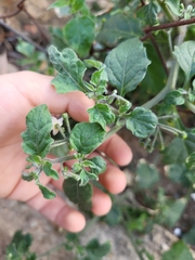 Solanum villosum