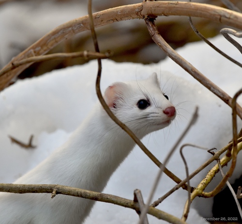 Long-tailed Weasel