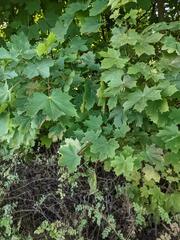 Acer platanoides