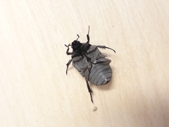 Gymnetis
