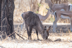 Kobus ellipsiprymnus