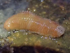 Euphrosine aurantiaca