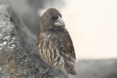 Geospiza conirostris