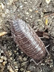 Porcellio dispar