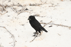 Geospiza conirostris