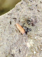 Trichoniscoides machadoi