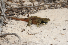 Microlophus delanonis