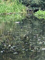 Gallinula chloropus