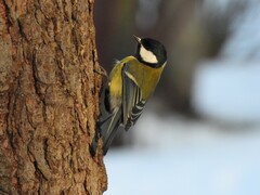 Parus major