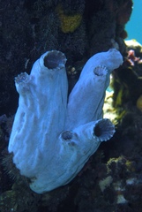 Obese Ascidian photo 5