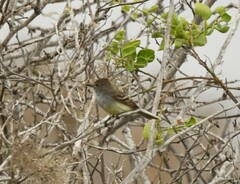 Myiarchus magnirostris