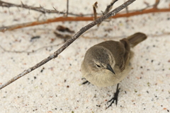 Certhidea fusca