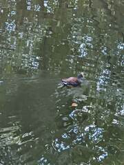 Gallinula chloropus