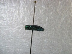 Chrysobothris harrisi