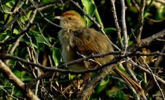 Cisticola aberrans