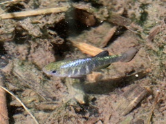 Cyprinodon nevadensis shoshone