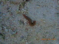 Hermodice carunculata