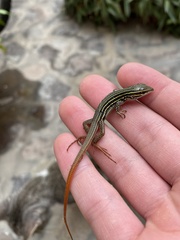 Aspidoscelis costatus