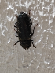 Coleoptera