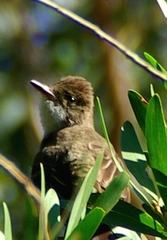 Myiarchus swainsoni