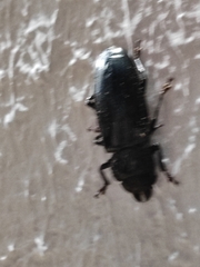 Coleoptera