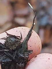 Xylaria carpophila