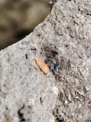 Trichoniscoides machadoi