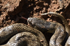 Macroprotodon brevis