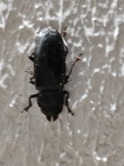 Coleoptera