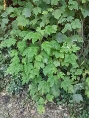 Acer pseudoplatanus