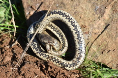 Macroprotodon brevis